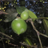 Garcinia xanthochymus Hook.f. ex T.Anderson
